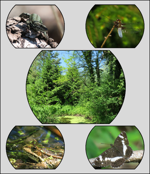 Naturschutz und Landschaftspflege Rheticus-Gesellschaft